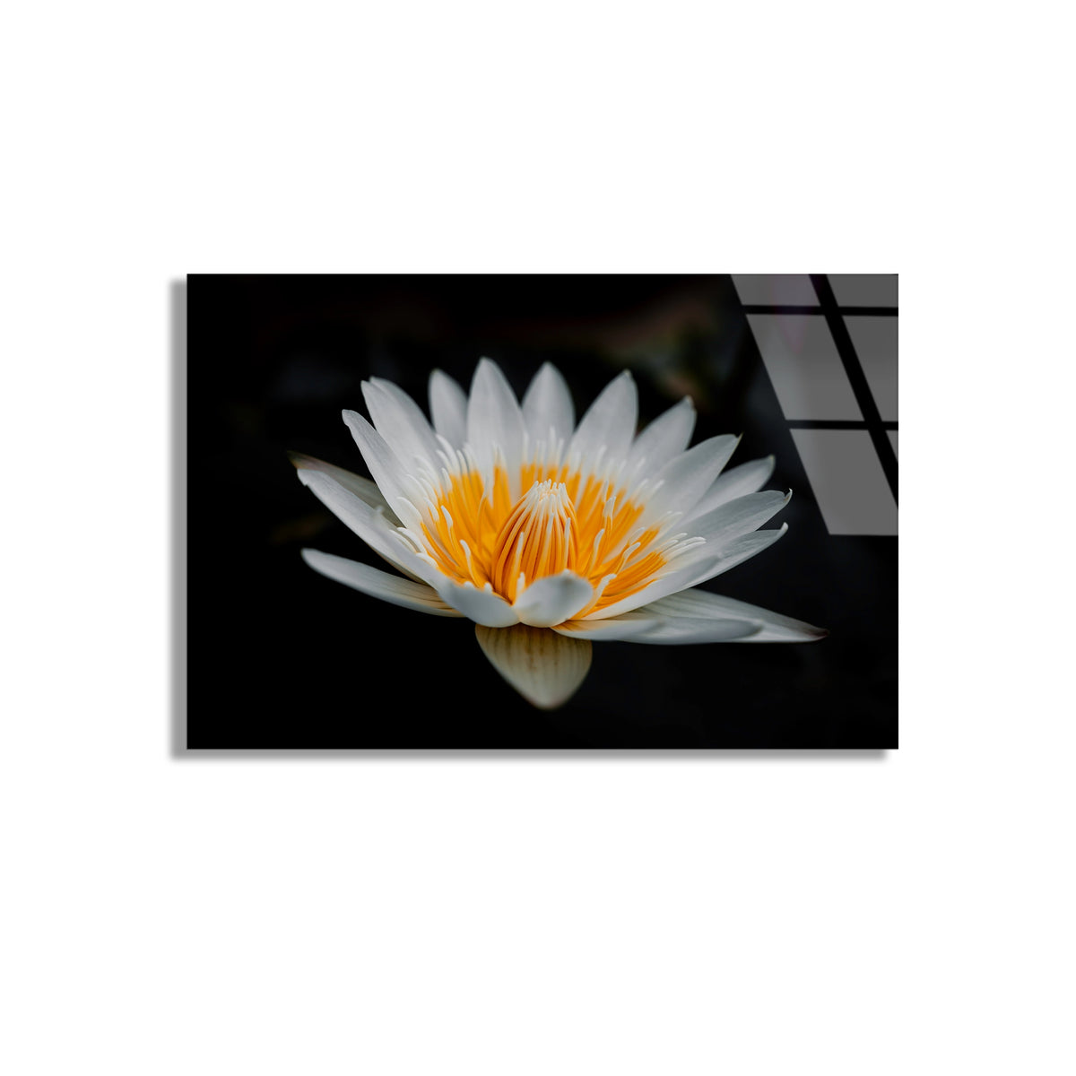 Beyaz Lotus Cicegi Cam Tablo