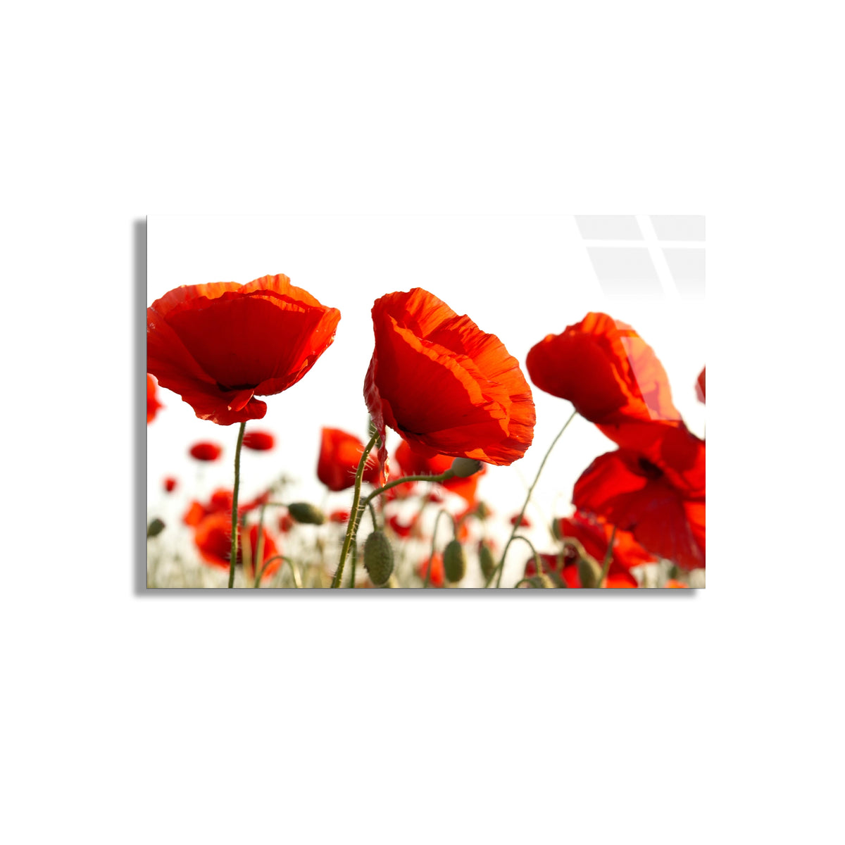 Kırmızı Gelincikler Cam Tablo